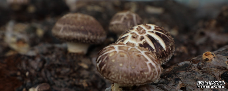 花菇高产种植技术，附其种植时间
